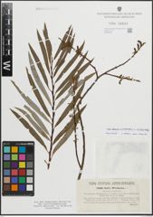 Foto von Salix eleagnos Scop. x Salix purpurea L.